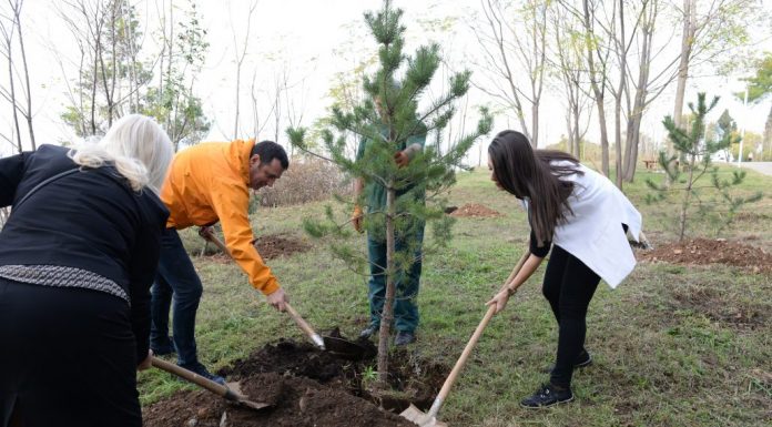Glavni grad i prijatelji sadili na brdu Ljubović