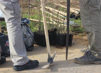 Pošumljavali Dajbabsku goru (FOTO) Pošumljavali Dajbabsku goru